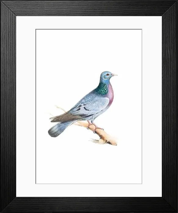 Framed Print : Bird art. Vintage-style Dove illustration Framed Print : Bird art. Vintage-style Dove illustration