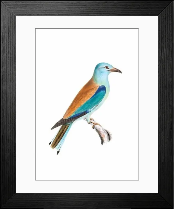 Framed Print : Bird art. Vintage-style bird illustration Framed Print : Bird art. Vintage-style bird illustration