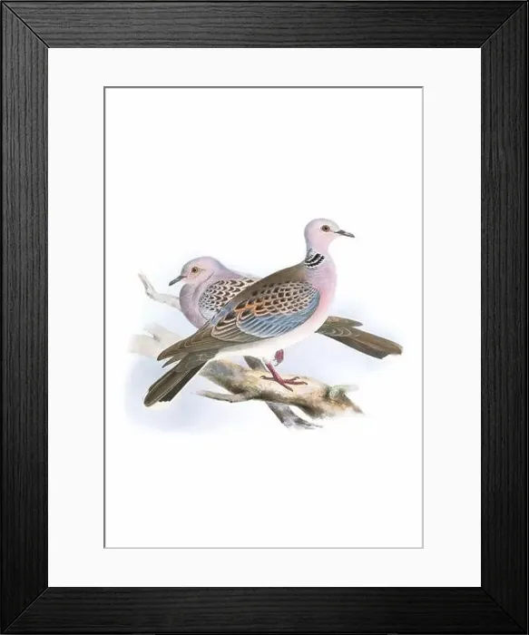 Framed Print : Bird art. Vintage-style Dove illustration Framed Print : Bird art. Vintage-style Dove illustration