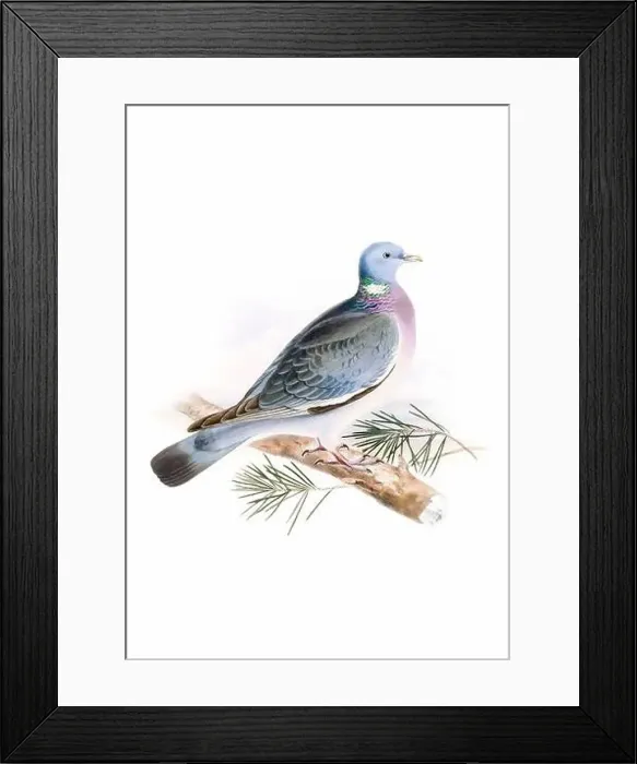 Framed Print : Bird art. Vintage-style Pigeon illustration Framed Print : Bird art. Vintage-style Pigeon illustration