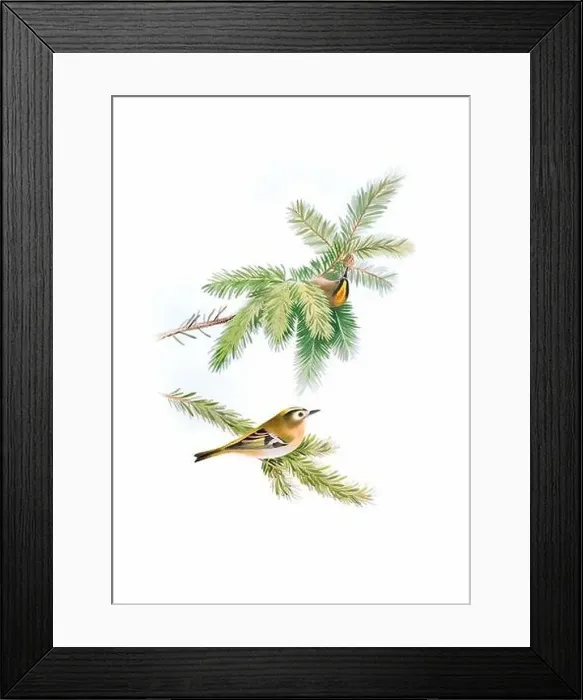 Framed Print : Bird art. Vintage-style bird illustration Framed Print : Bird art. Vintage-style bird illustration