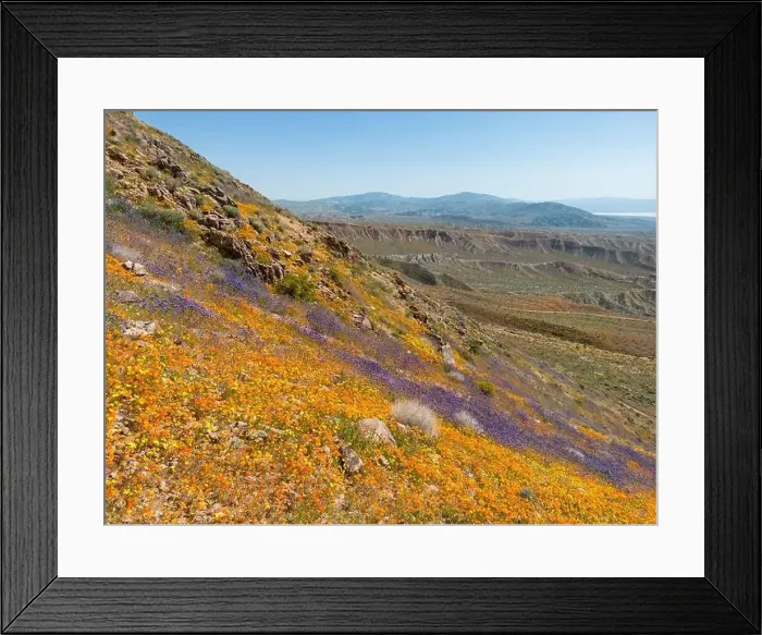 Framed Print : Wildflower field on hillside, looking towards Red Rock Canyon, CA Framed Print : Wildflower field on hillside, looking towards Red Rock Canyon, CA