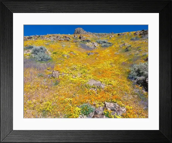 Framed Print : Wildflower hillside near Jawbone Canyon, CA Framed Print : Wildflower hillside near Jawbone Canyon, CA