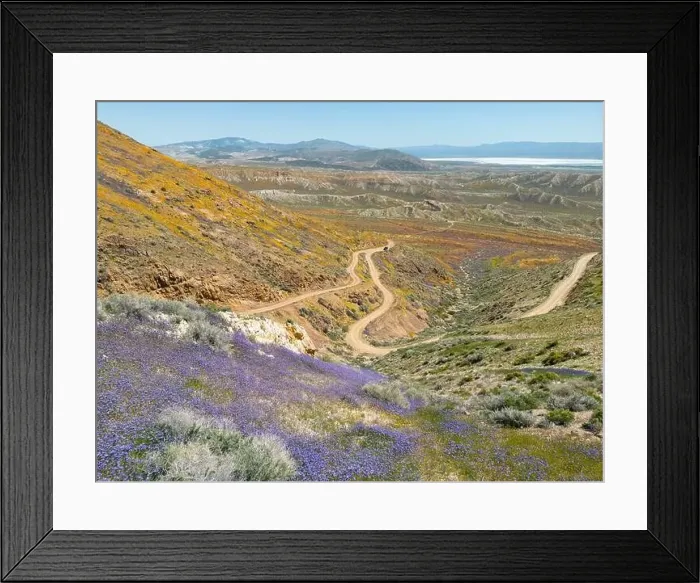Framed Print : Flower fields with trail near Jawbone Canyon Framed Print : Flower fields with trail near Jawbone Canyon