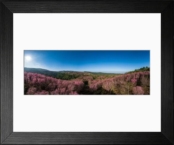Framed Print : Aerial drone panorama of pink sakura cherry blossom on Phu Lom Lo mountain, Phitsanulok and Loei Province, Thailand