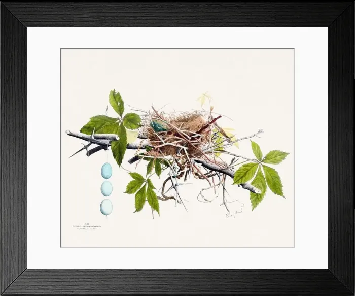 Framed Print : Vintage bird's nest illustration from the 19th century, circa 1880 Framed Print : Vintage bird's nest illustration from the 19th century, circa 1880