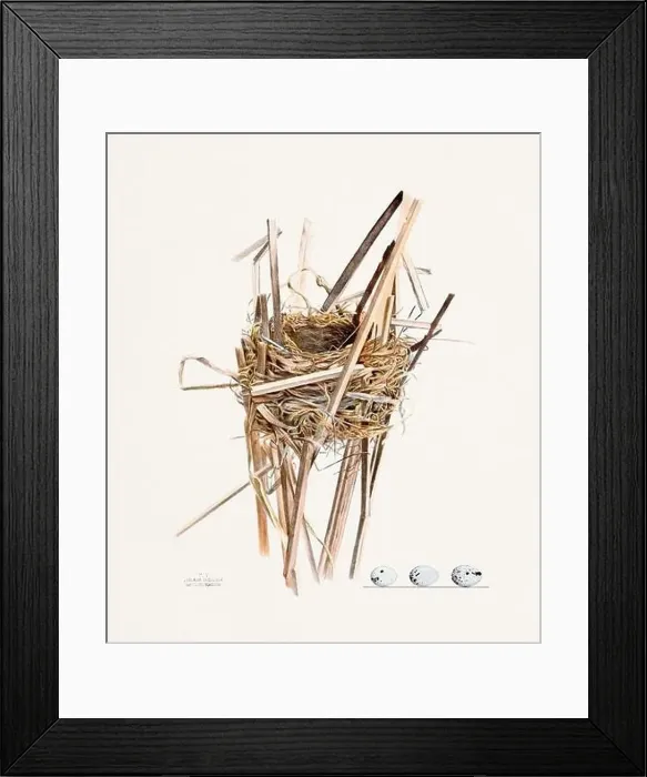 Framed Print : Vintage bird's nest illustration from the 19th century, circa 1880 Framed Print : Vintage bird's nest illustration from the 19th century, circa 1880