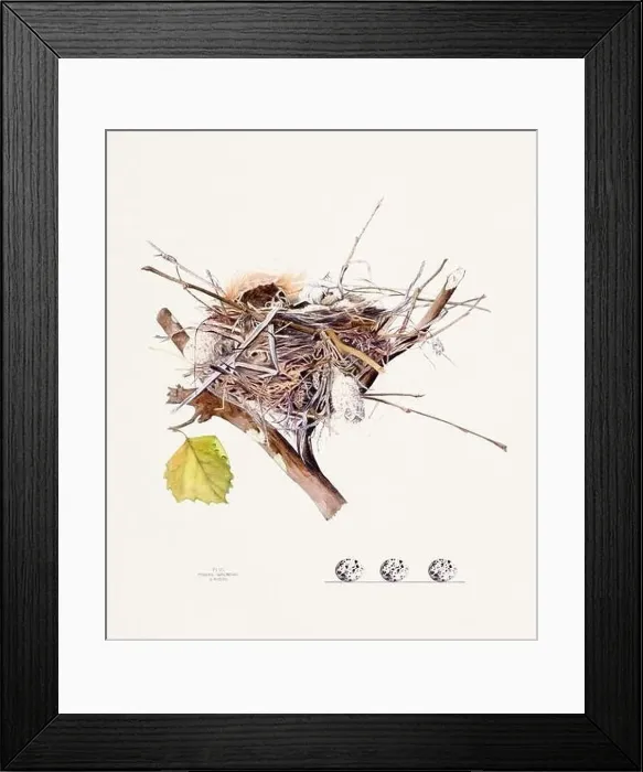 Framed Print : Vintage bird's nest illustration from the 19th century, circa 1880 Framed Print : Vintage bird's nest illustration from the 19th century, circa 1880