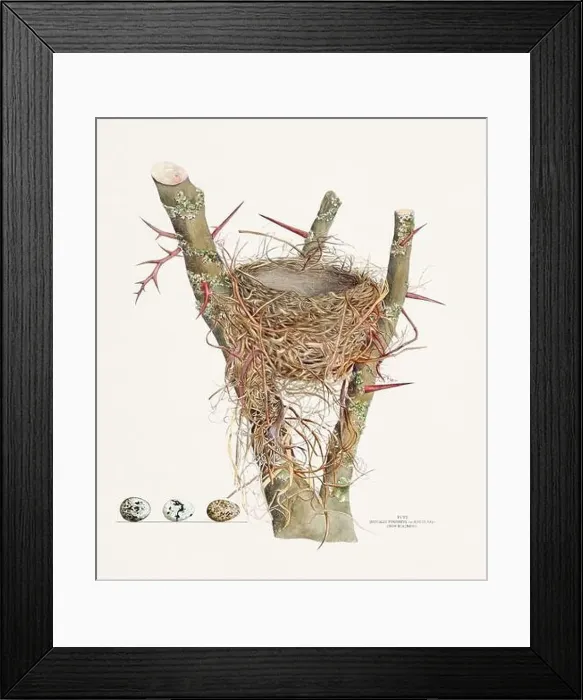 Framed Print : Vintage bird's nest illustration from the 19th century, circa 1880 Framed Print : Vintage bird's nest illustration from the 19th century, circa 1880