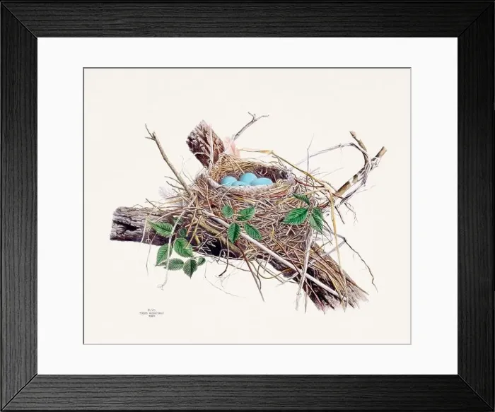 Framed Print : Vintage bird's nest illustration from the 19th century, circa 1880 Framed Print : Vintage bird's nest illustration from the 19th century, circa 1880