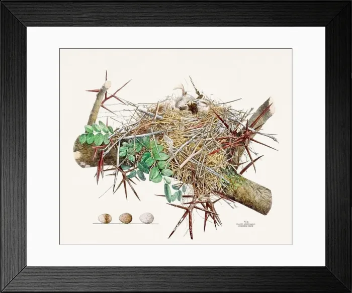 Framed Print : Vintage bird's nest illustration from the 19th century, circa 1880 Framed Print : Vintage bird's nest illustration from the 19th century, circa 1880