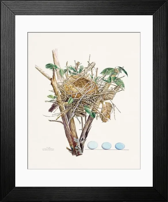 Framed Print : Vintage bird's nest illustration from the 19th century, circa 1880 Framed Print : Vintage bird's nest illustration from the 19th century, circa 1880