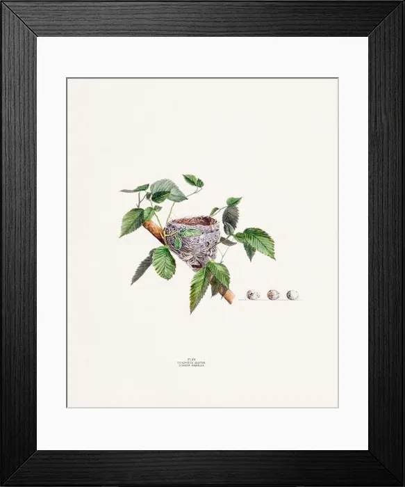 Framed Print : Vintage bird's nest illustration from the 19th century, circa 1880 Framed Print : Vintage bird's nest illustration from the 19th century, circa 1880