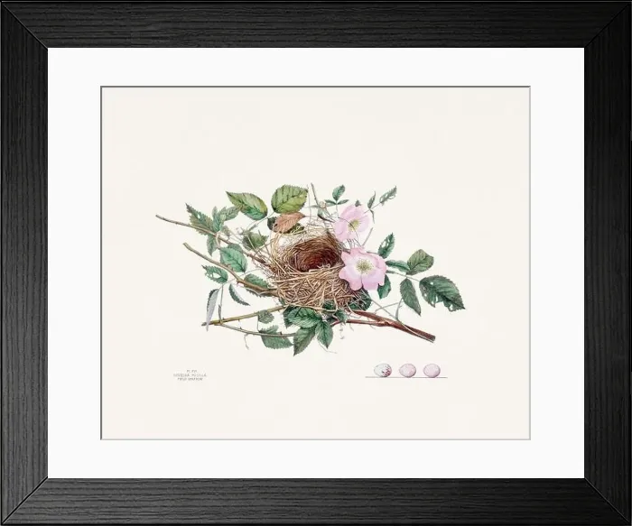 Framed Print : Vintage bird's nest illustration from the 19th century, circa 1880 Framed Print : Vintage bird's nest illustration from the 19th century, circa 1880