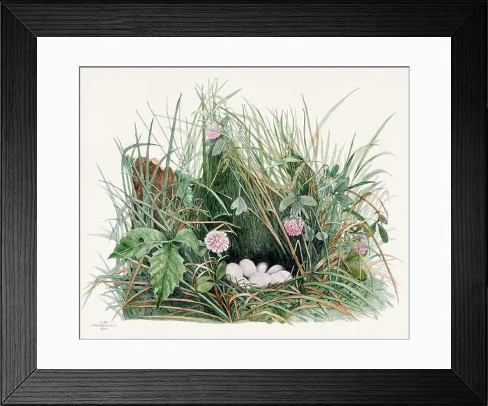 Framed Print : Vintage bird's nest illustration from the 19th century, circa 1880 Framed Print : Vintage bird's nest illustration from the 19th century, circa 1880