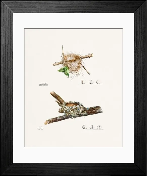 Framed Print : Vintage bird's nest illustration from the 19th century, circa 1880 Framed Print : Vintage bird's nest illustration from the 19th century, circa 1880