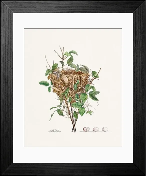Framed Print : Vintage bird's nest illustration from the 19th century, circa 1880 Framed Print : Vintage bird's nest illustration from the 19th century, circa 1880
