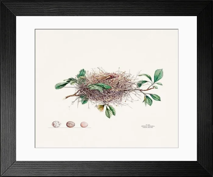 Framed Print : Vintage bird's nest illustration from the 19th century, circa 1880 Framed Print : Vintage bird's nest illustration from the 19th century, circa 1880