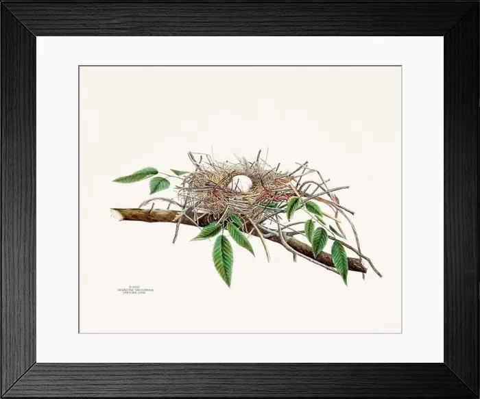 Framed Print : Vintage bird's nest illustration from the 19th century, circa 1880 Framed Print : Vintage bird's nest illustration from the 19th century, circa 1880