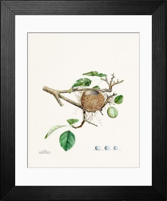 Framed Print : Vintage bird's nest illustration from the 19th century, circa 1880 Framed Print : Vintage bird's nest illustration from the 19th century, circa 1880