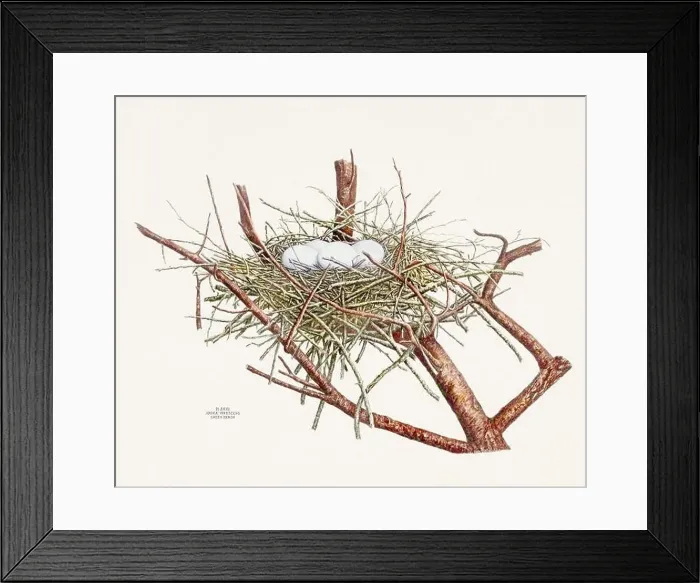Framed Print : Vintage bird's nest illustration from the 19th century, circa 1880 Framed Print : Vintage bird's nest illustration from the 19th century, circa 1880