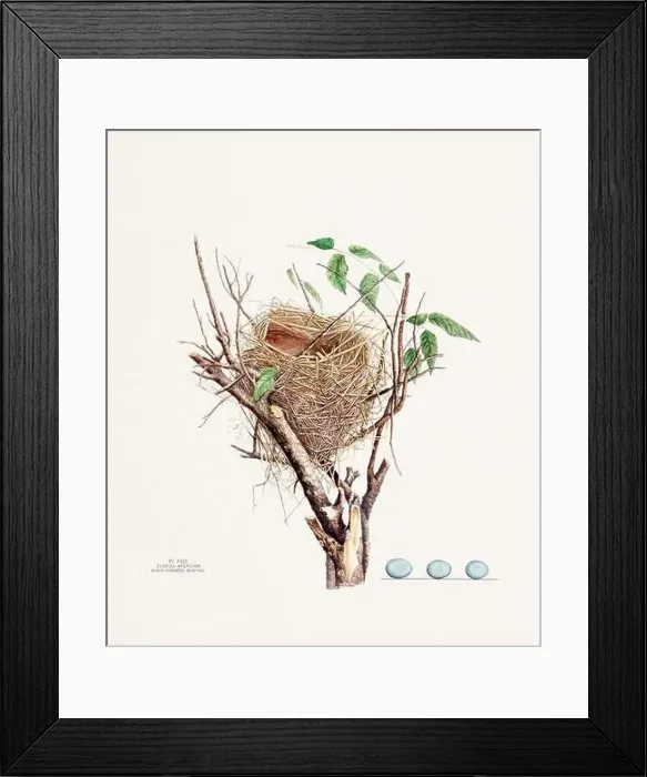 Framed Print : Vintage bird's nest illustration from the 19th century, circa 1880 Framed Print : Vintage bird's nest illustration from the 19th century, circa 1880