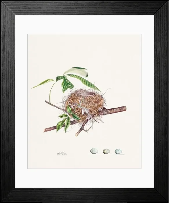 Framed Print : Vintage bird's nest illustration from the 19th century, circa 1880 Framed Print : Vintage bird's nest illustration from the 19th century, circa 1880