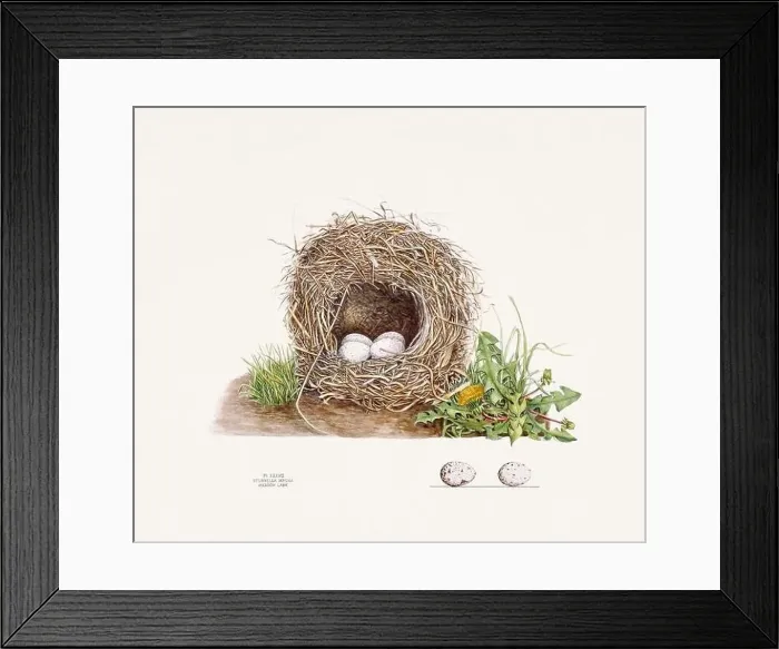 Framed Print : Vintage bird's nest illustration from the 19th century, circa 1880 Framed Print : Vintage bird's nest illustration from the 19th century, circa 1880