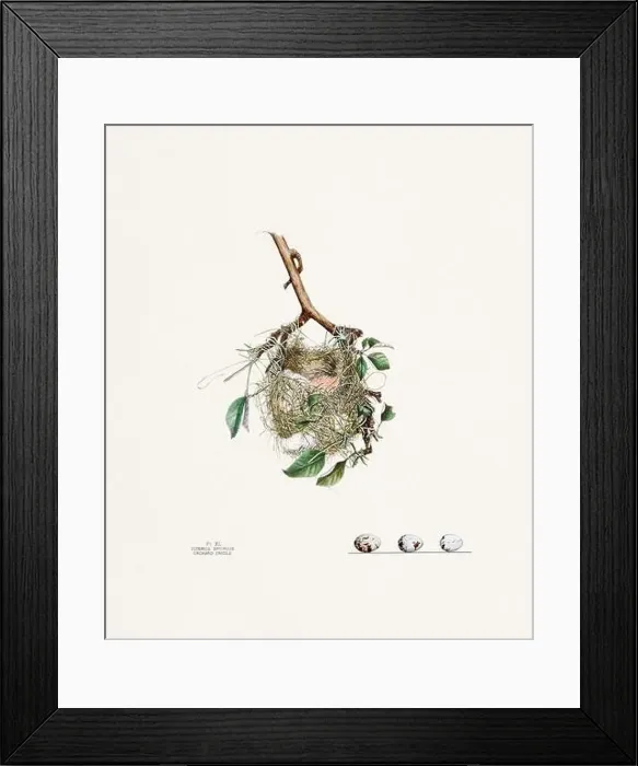 Framed Print : Vintage bird's nest illustration from the 19th century, circa 1880 Framed Print : Vintage bird's nest illustration from the 19th century, circa 1880