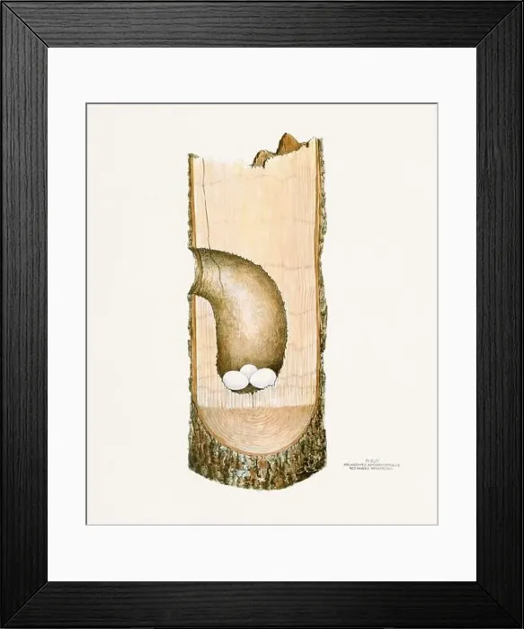 Framed Print : Vintage bird's nest illustration from the 19th century, circa 1880 Framed Print : Vintage bird's nest illustration from the 19th century, circa 1880
