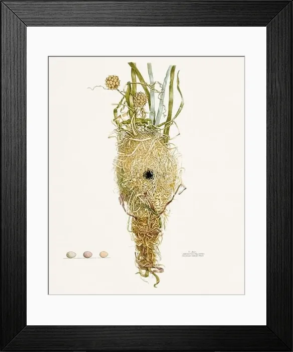 Framed Print : Vintage bird's nest illustration from the 19th century, circa 1880 Framed Print : Vintage bird's nest illustration from the 19th century, circa 1880