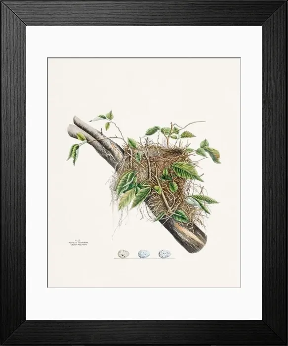 Framed Print : Vintage bird's nest illustration from the 19th century, circa 1880 Framed Print : Vintage bird's nest illustration from the 19th century, circa 1880