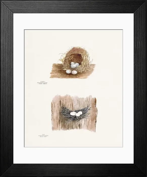 Framed Print : Vintage bird's nest illustration from the 19th century, circa 1880 Framed Print : Vintage bird's nest illustration from the 19th century, circa 1880
