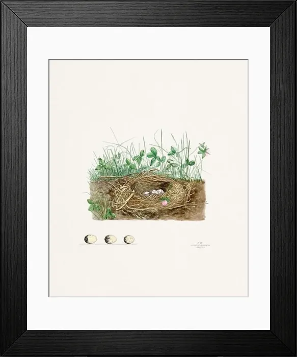Framed Print : Vintage bird's nest illustration from the 19th century, circa 1880 Framed Print : Vintage bird's nest illustration from the 19th century, circa 1880