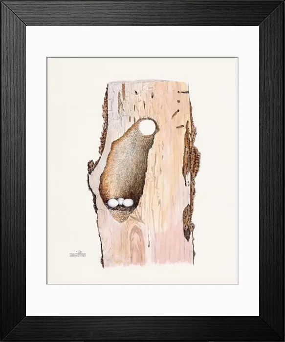 Framed Print : Vintage bird's nest illustration from the 19th century, circa 1880 Framed Print : Vintage bird's nest illustration from the 19th century, circa 1880