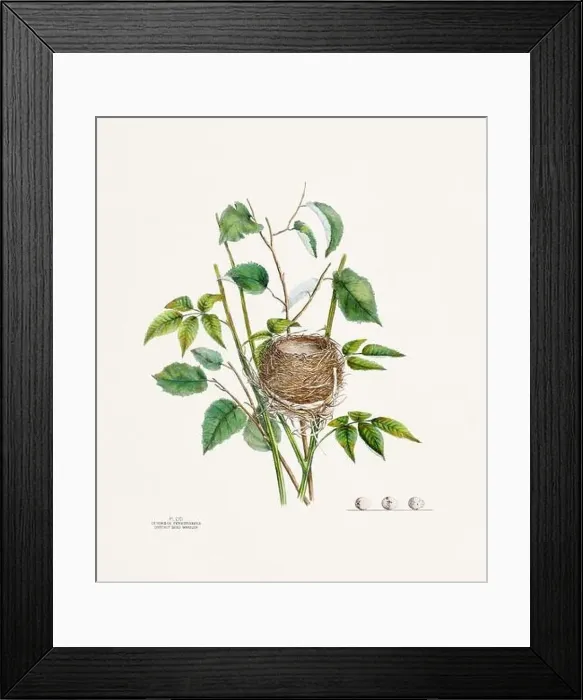 Framed Print : Vintage bird's nest illustration from the 19th century, circa 1880 Framed Print : Vintage bird's nest illustration from the 19th century, circa 1880