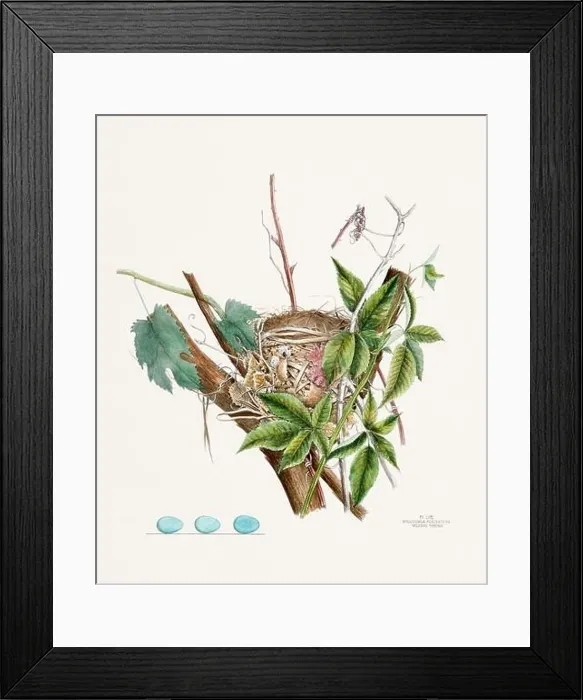Framed Print : Vintage bird's nest illustration from the 19th century, circa 1880 Framed Print : Vintage bird's nest illustration from the 19th century, circa 1880