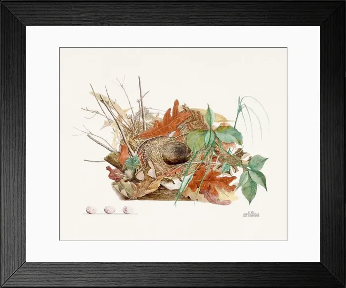 Framed Print : Vintage bird's nest illustration from the 19th century, circa 1880 Framed Print : Vintage bird's nest illustration from the 19th century, circa 1880