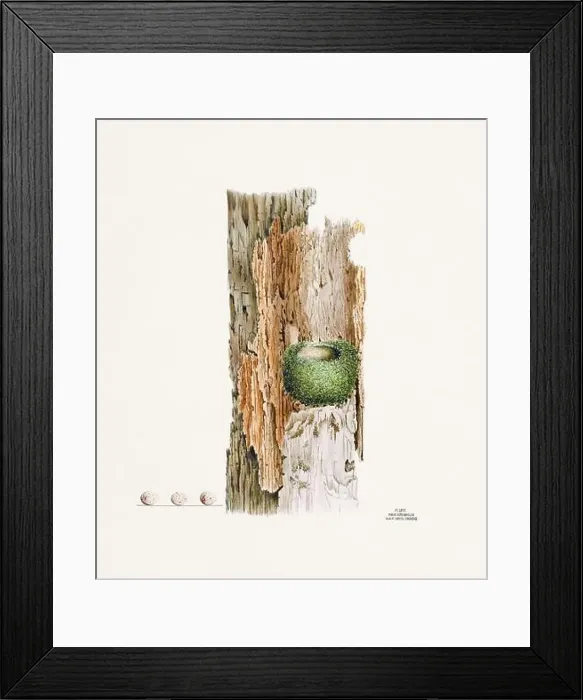 Framed Print : Vintage bird's nest illustration from the 19th century, circa 1880 Framed Print : Vintage bird's nest illustration from the 19th century, circa 1880