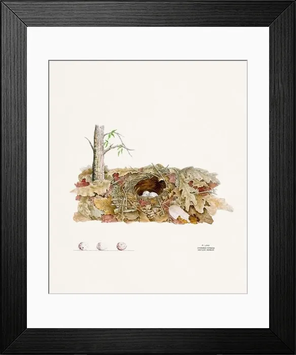 Framed Print : Vintage bird's nest illustration from the 19th century, circa 1880 Framed Print : Vintage bird's nest illustration from the 19th century, circa 1880