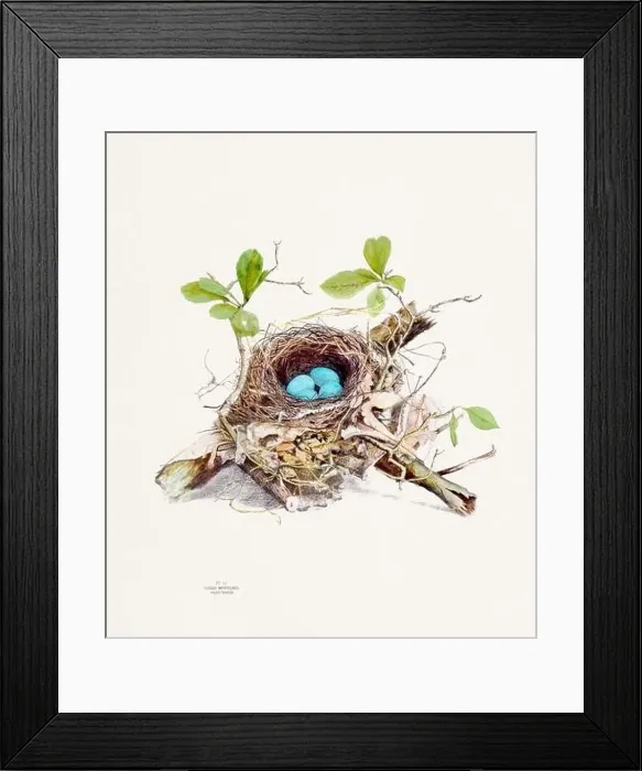 Framed Print : Vintage bird's nest illustration from the 19th century, circa 1880 Framed Print : Vintage bird's nest illustration from the 19th century, circa 1880