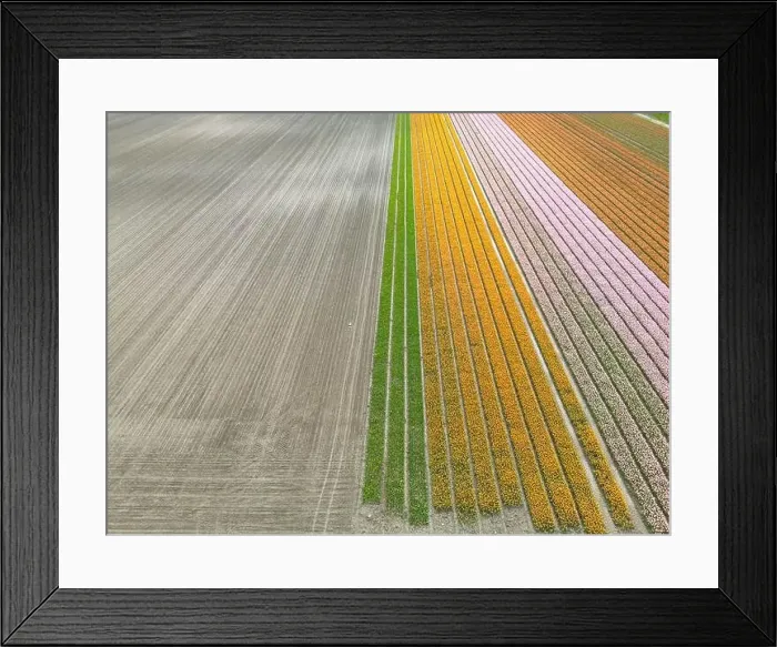 Framed Print : Aerial view of a tulip fields near Vogelenzang, The Netherlands Framed Print : Aerial view of a tulip fields near Vogelenzang, The Netherlands