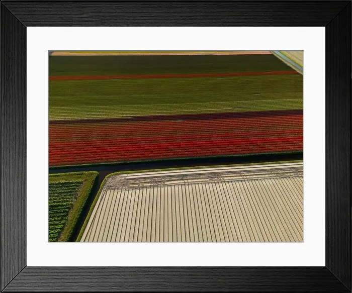 Framed Print : Aerial view of a tulip fields near Vogelenzang, The Netherlands Framed Print : Aerial view of a tulip fields near Vogelenzang, The Netherlands
