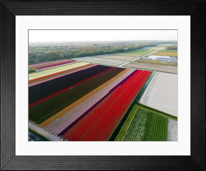 Framed Print : Aerial view of a tulip fields near Vogelenzang, The Netherlands Framed Print : Aerial view of a tulip fields near Vogelenzang, The Netherlands