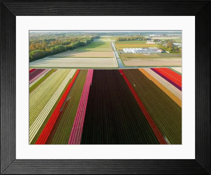 Framed Print : Aerial view of a tulip fields near Vogelenzang, The Netherlands Framed Print : Aerial view of a tulip fields near Vogelenzang, The Netherlands