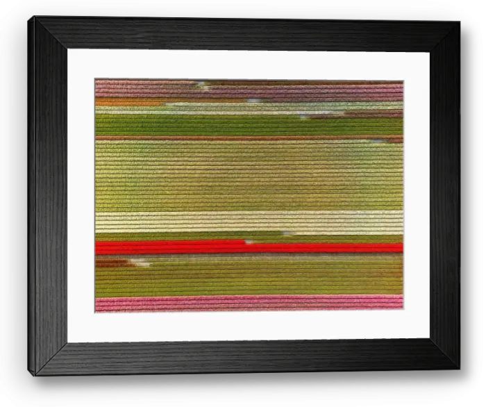 Framed Print : Aerial view of a tulip fields near Vogelenzang, The Netherlands Framed Print : Aerial view of a tulip fields near Vogelenzang, The Netherlands