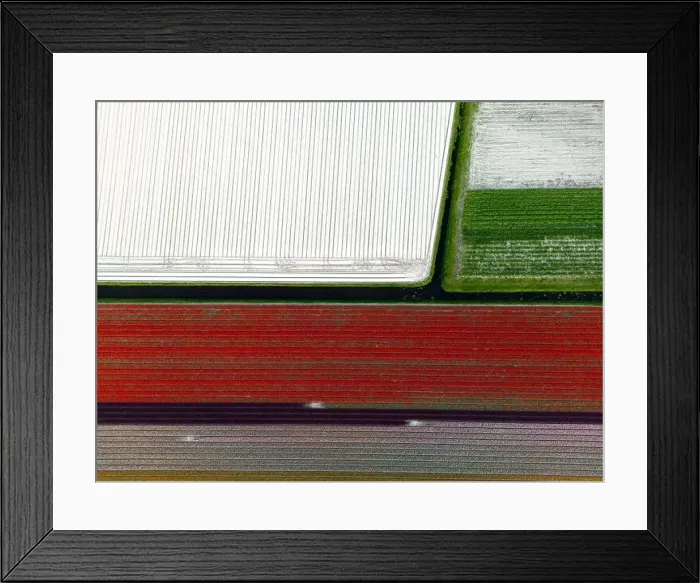 Framed Print : Aerial view of a tulip fields near Vogelenzang, The Netherlands Framed Print : Aerial view of a tulip fields near Vogelenzang, The Netherlands