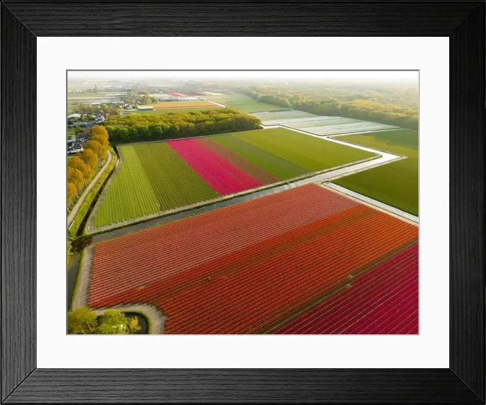 Framed Print : Aerial view of a tulip fields near Vogelenzang, The Netherlands Framed Print : Aerial view of a tulip fields near Vogelenzang, The Netherlands