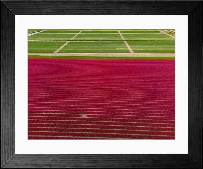 Framed Print : Aerial view of a tulip fields near Vogelenzang, The Netherlands Framed Print : Aerial view of a tulip fields near Vogelenzang, The Netherlands