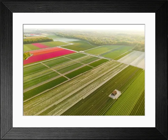 Framed Print : Aerial view of a tulip fields near Vogelenzang, The Netherlands Framed Print : Aerial view of a tulip fields near Vogelenzang, The Netherlands